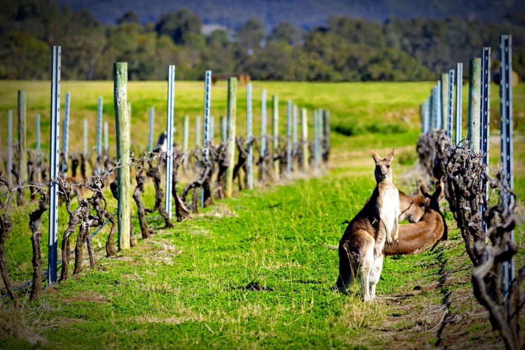 The vineyards of Oz